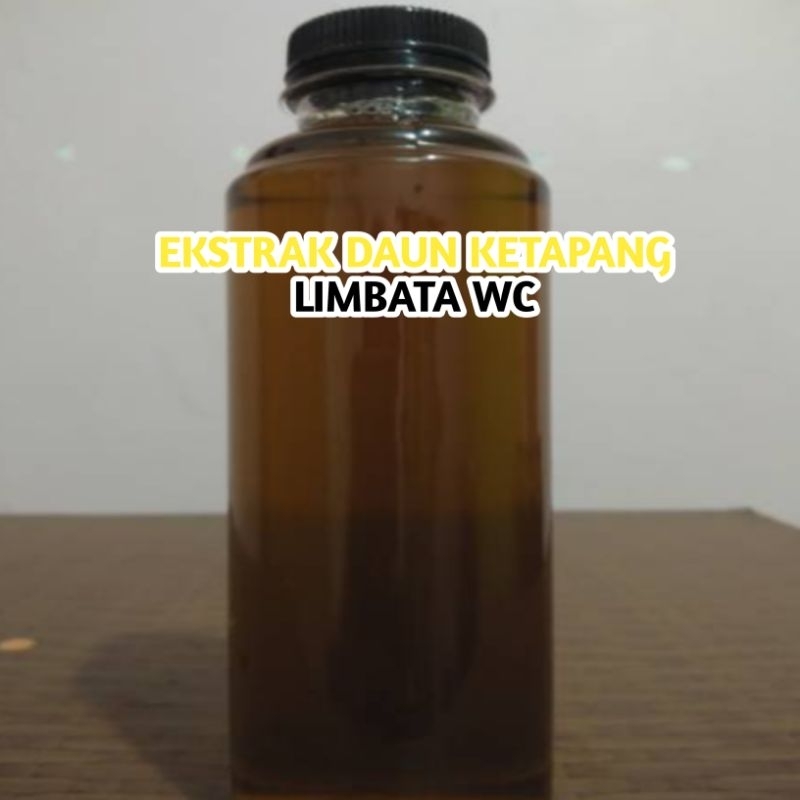 EKSTRAK DAUN KETAPANG CHANNA LIMBATA
