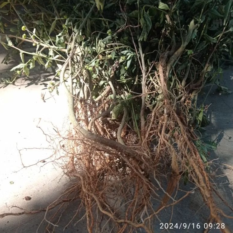 

Akar sidaguri berserta tangkainya per500 gram