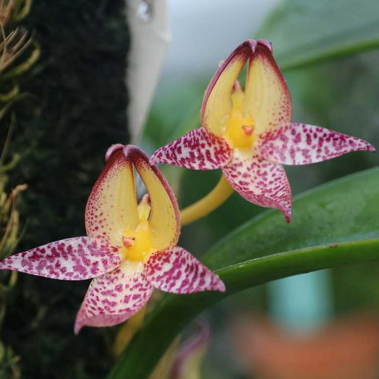 [ DEWASA ] Bulbophyllum macranthum - Keindahan Eksotis Beraroma Cengkeh