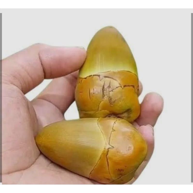 

tembuluk/beluluk kelapa mudah/ harga perbutir
