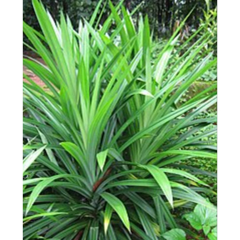 

DAUN PANDAN WANGI 20 lembar