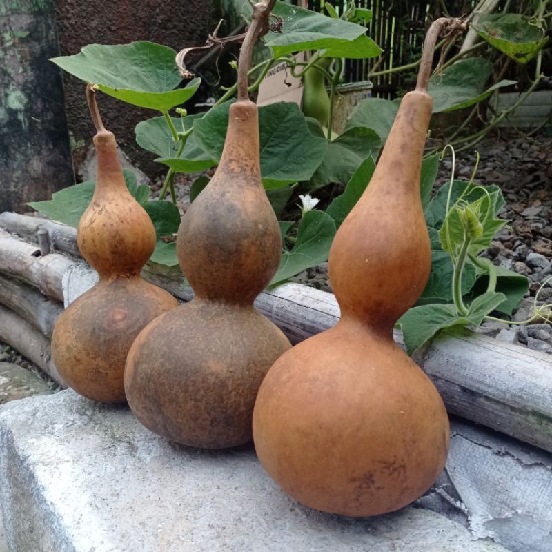 

Labu kukuk kering / labu kerajinan hiasan rumah