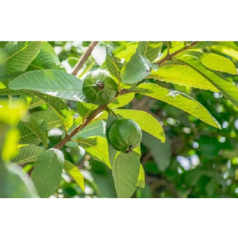 

Daun jambu biji segar 50 lembar