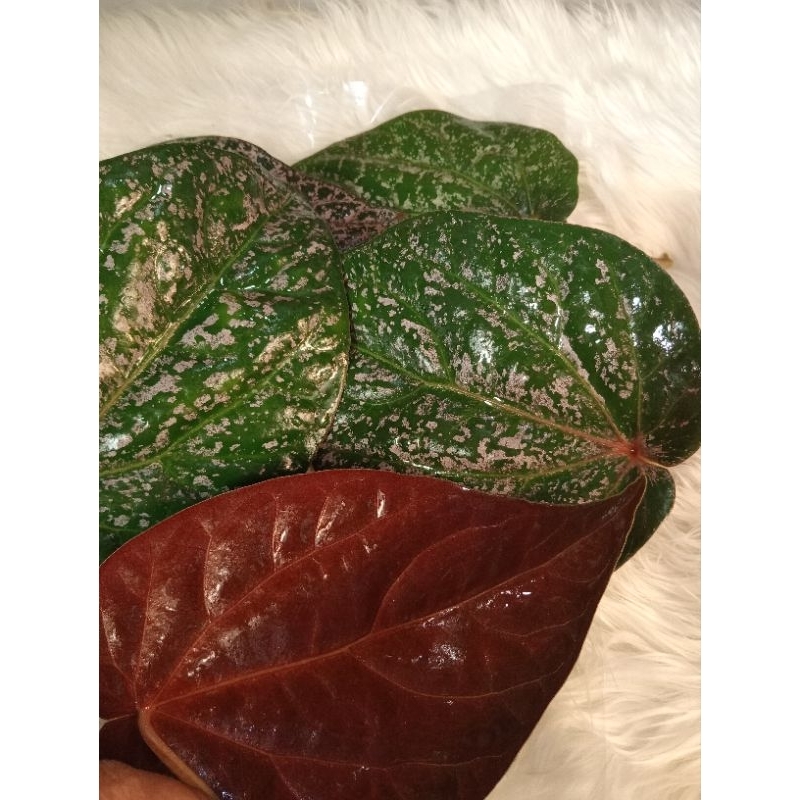 

Daun sirih merah segar!! daun sirih merah baru di petik per 5 dan 10lembar