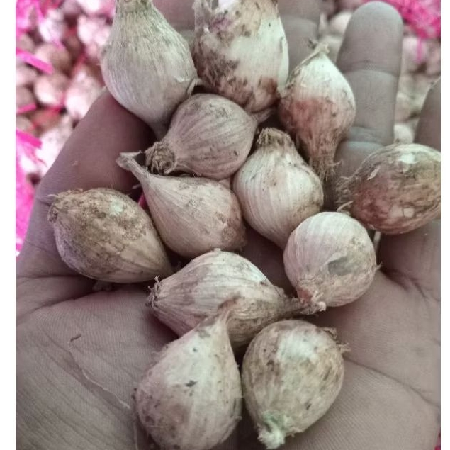 

bawang tunggal lanang lokal 1kg