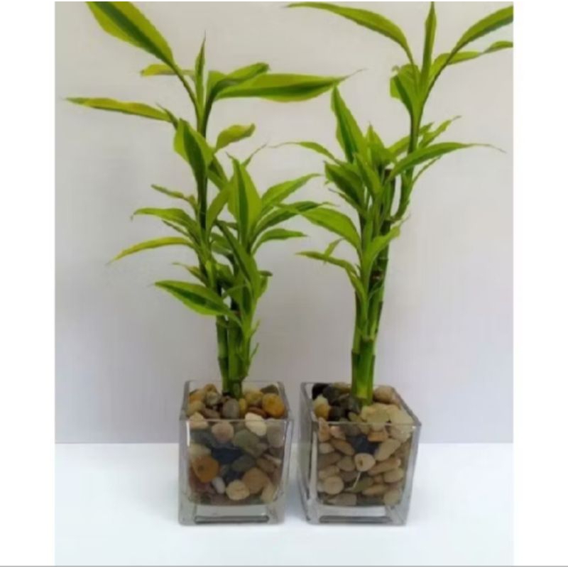 promo termurah cuting stek bambu hoki kuning / sri rejeki golden / sri rejeki kuning / bambu hoki