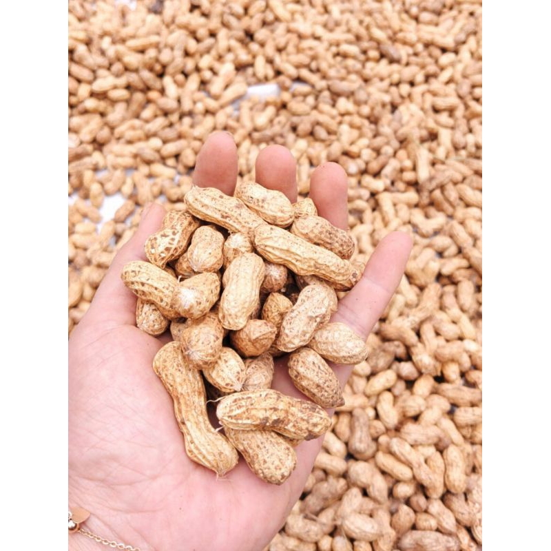 

KACANG TANAH BIBIT TIDAK KOPONG BISA UNTUK BIBIT BISA UNTUK KUE BISA UNTUK MASAK