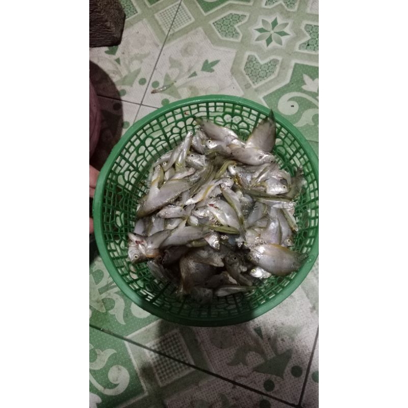 

ikan sepat