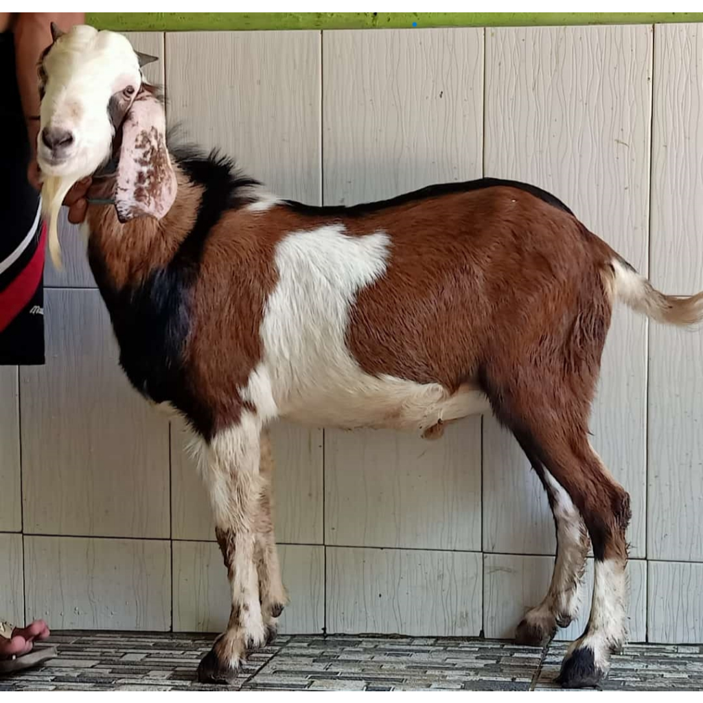 

Kambing Qurban 2025 Jabodetabek