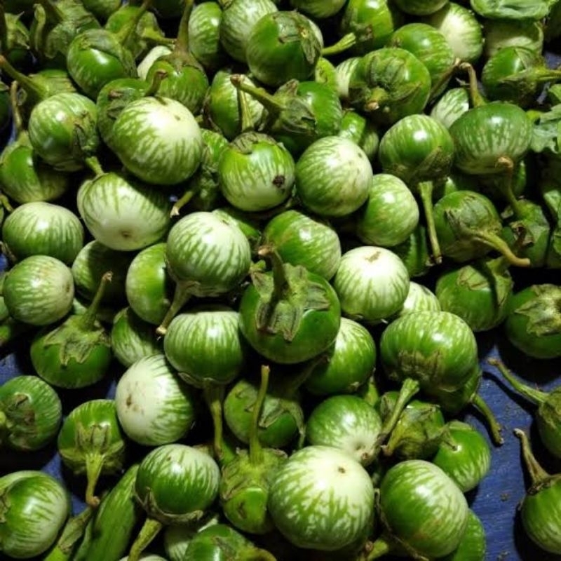 

Terong lalap Terong hijau bulat ½kg - 1kg