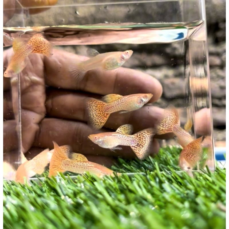 HiasanAkuarium Sepasang Ikan Guppy Albino YellowCobra