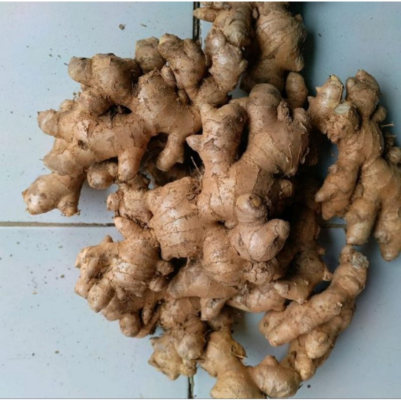 

jahe gajah fresh/jahe gajah 1kg sudah bersih/bibit jahe gajah