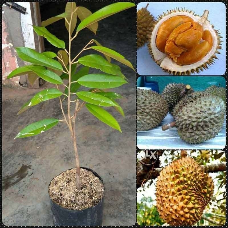 BIBIT BUAH DURIAN DURI HITAM/OCHEE/BLACK THORN