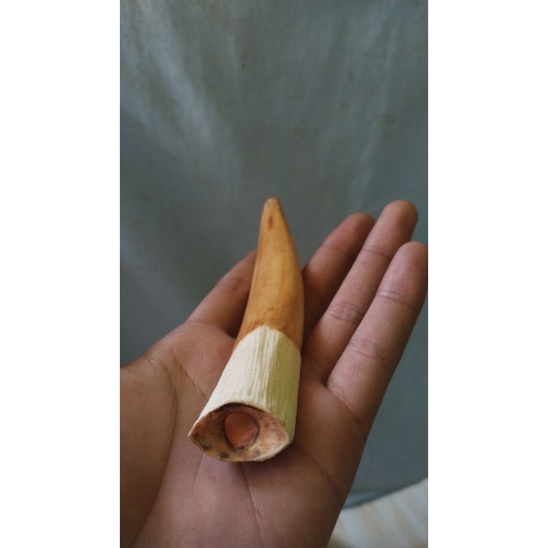 once sedotan tulsap motif tarduy