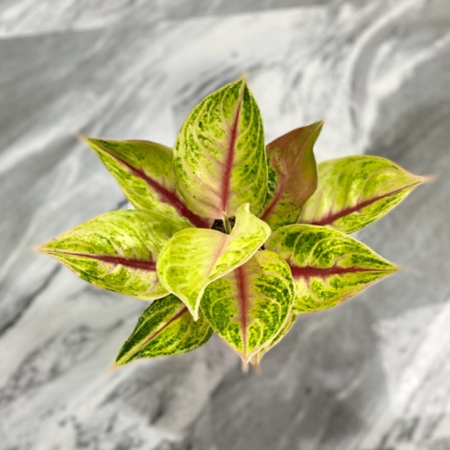 aglonema jamela jackpot / JJ dewasa / tanaman hias aglonema