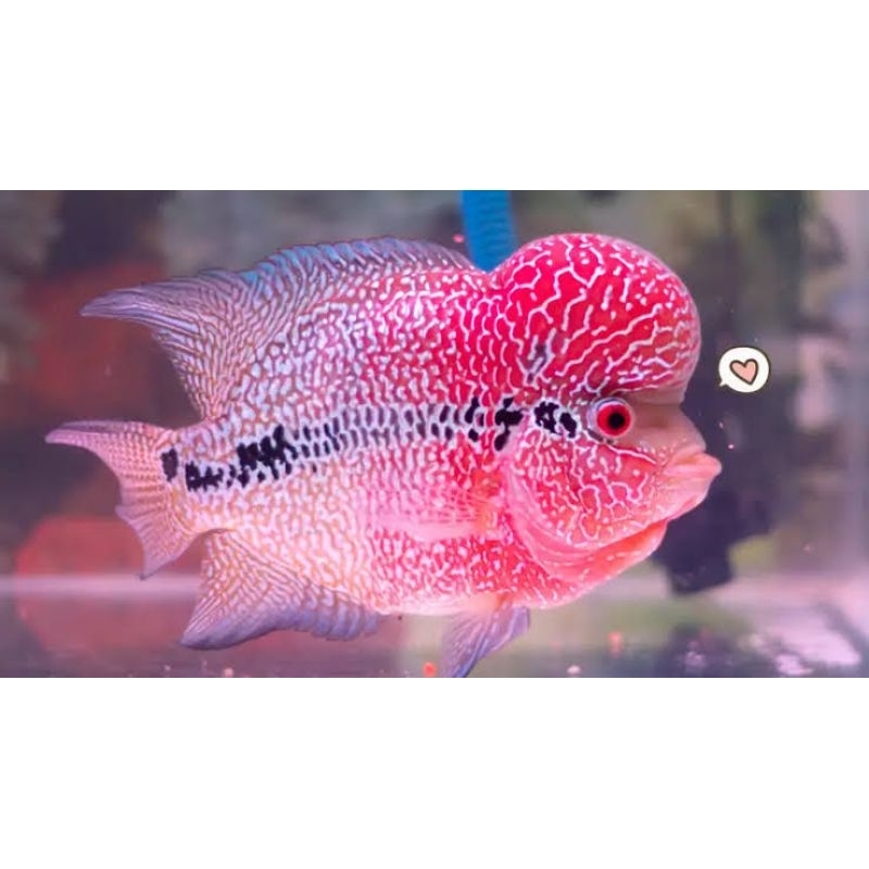 hiasan akuarium ikan lohan SRD