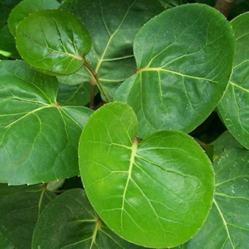 

Daun Mangkukan Per Lembar