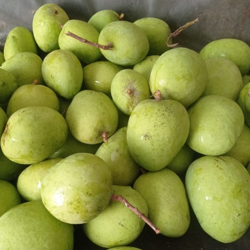 

mangga muda keong/telur 1kg cocok buat rujakan