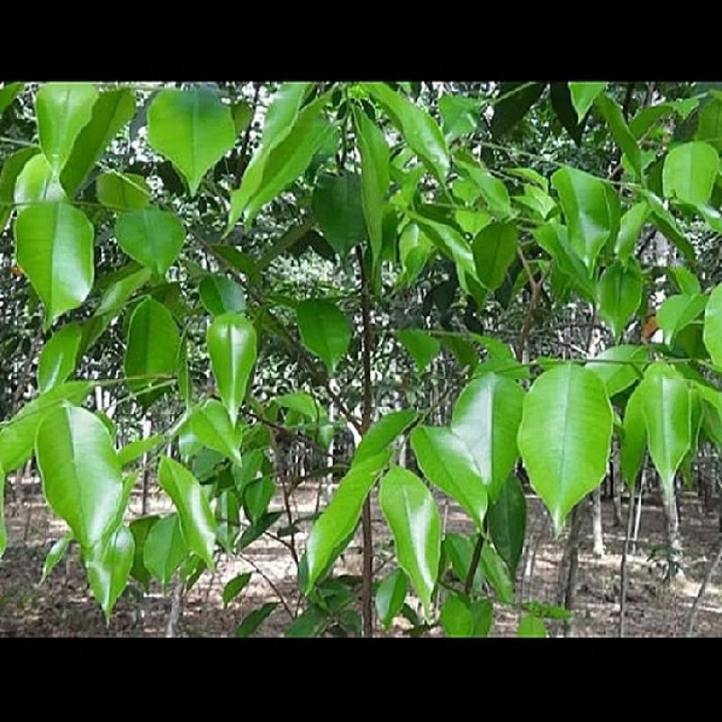 

100 g daun gaharu