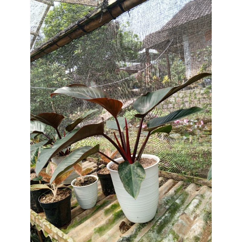Philodendron Red Congo