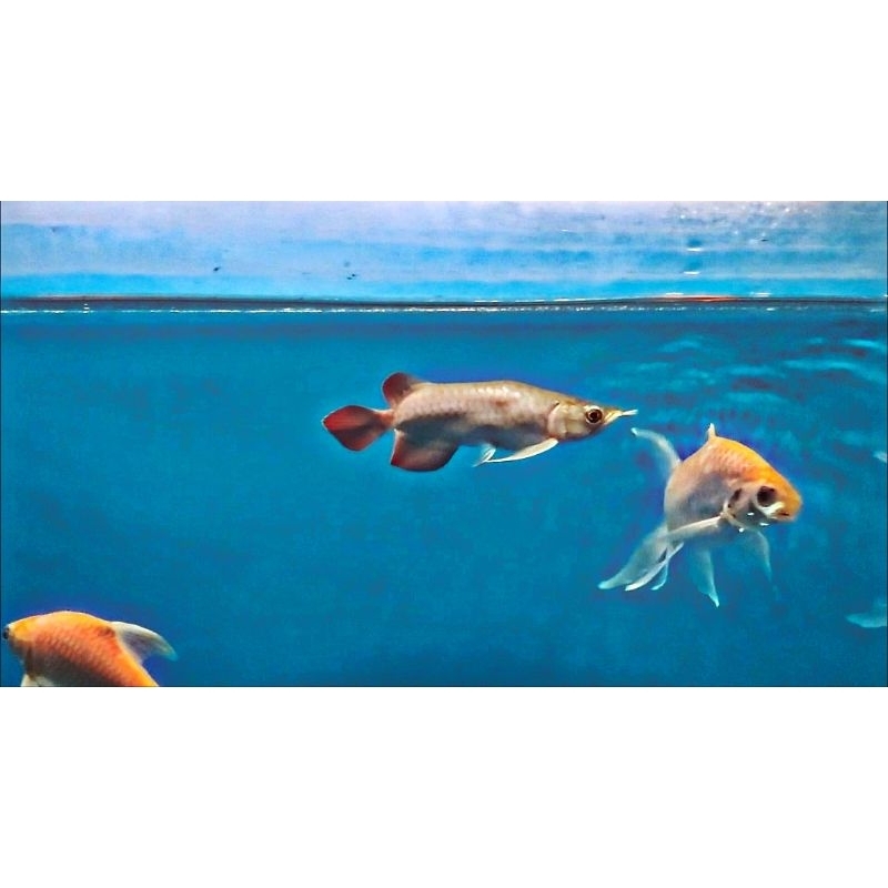 arowana super red ITL