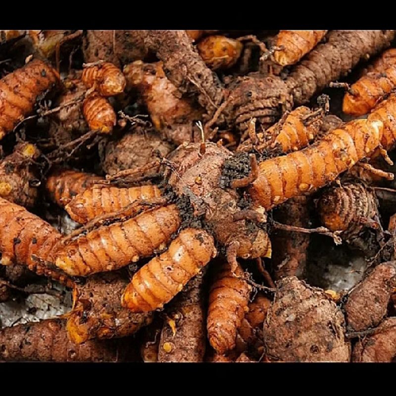 

500g Kunyit janar segar