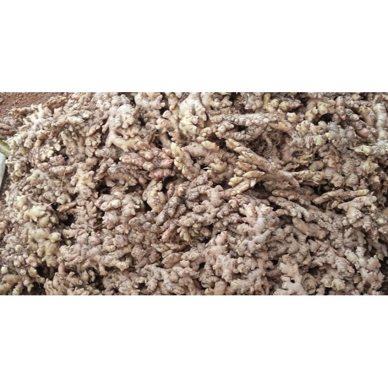 

kencur asli 1 kg fresh