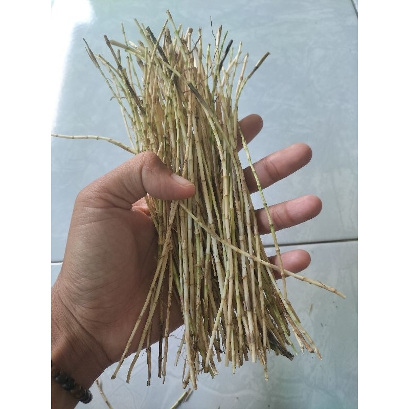 

AKAR ALANG-ALANG (50 GRAM) HERBAL GINJAL TRADISIONAL