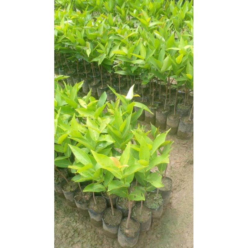 

jambu madu deli super manis, siap untuk berbuah