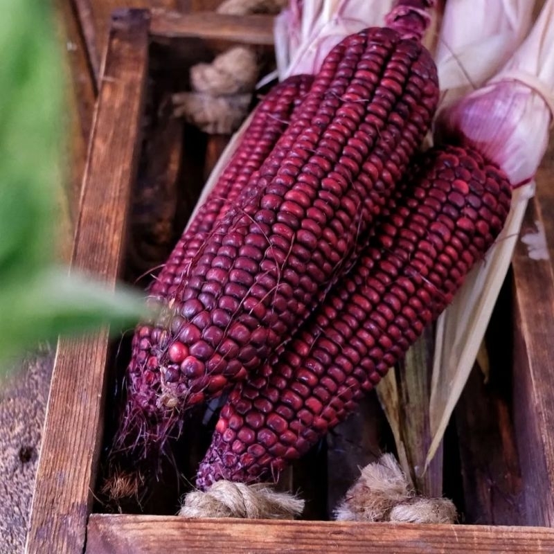 

Jagung Ungu Manise | Jagung Purple | Corn Purple Sweet | Segar Manis Ignacio Box
