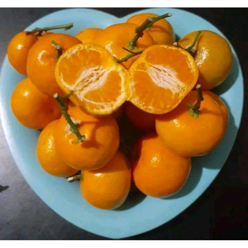 

santang madu, sudah berbuah