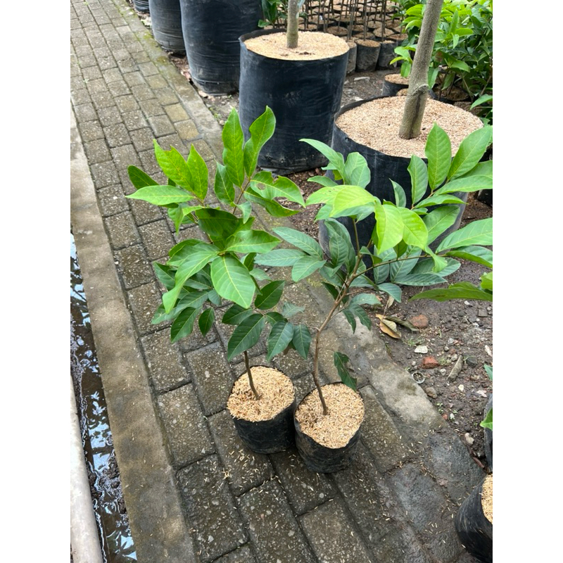 Bibit Rambutan Binjai Asli - Bibit Rambutan - Bibit Rambutan binjai kondisi sudah Rimbun Dewasa siap