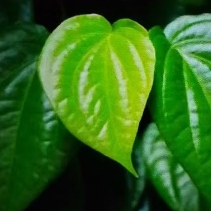 

Daun Sirih Hijau 100 pcs