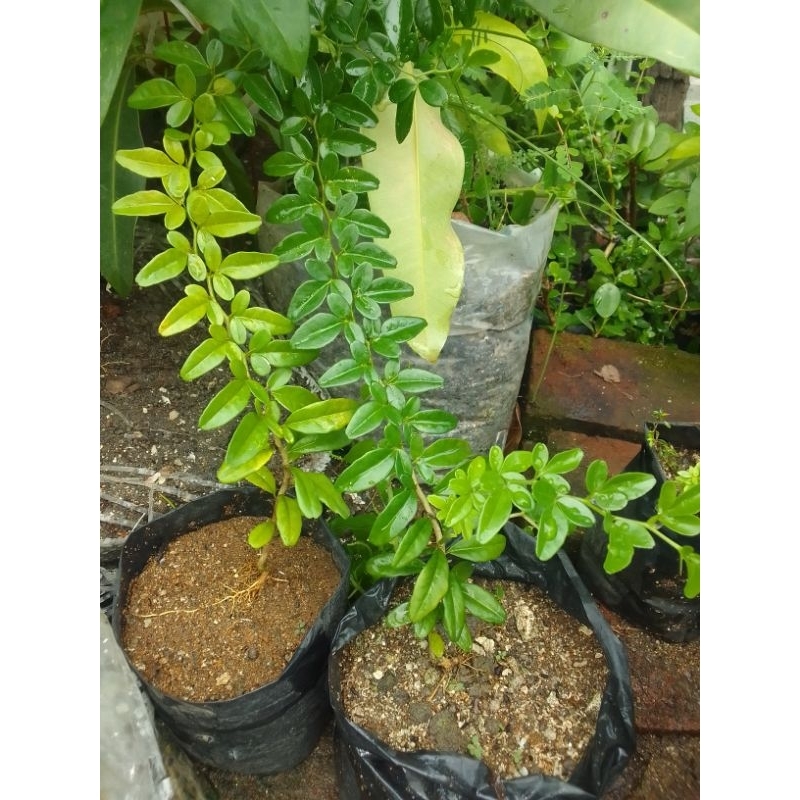 BAHAN BONSAI JERUK KINKIT