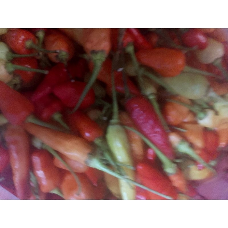 

cabai rawit merah dan cabai merah keriting