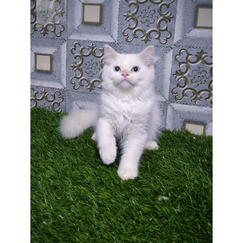 Kucing Persia Anggora Himalaya Ragdoll Kitten Anak Kucing