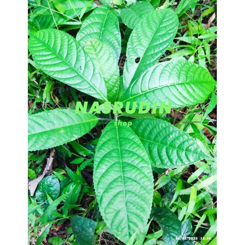 

[Fresh] BIBIT DAUN PULUS BESAR CABUTAN / BIBIT DAUN GATAL BESAR