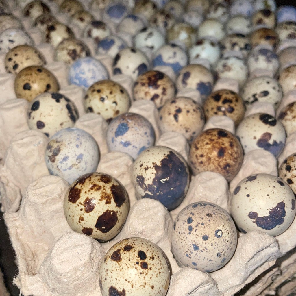 

RB Telur Puyuh Segar /45 Butir
