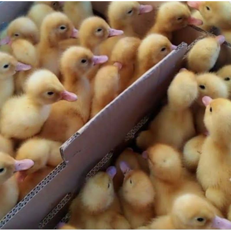 DOD BEBEK PEKING Perbox isi ±100ekor (SUDAH DI VAKSIN) BIBIT DOD UNGGUL