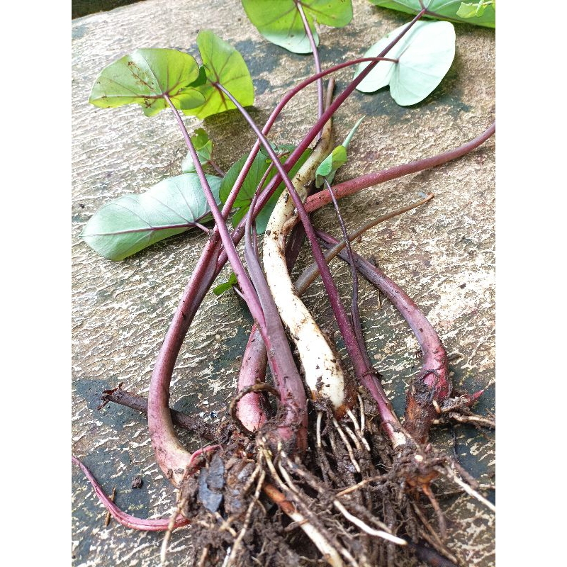 Bibit talas hitam bandung per 5 pohon