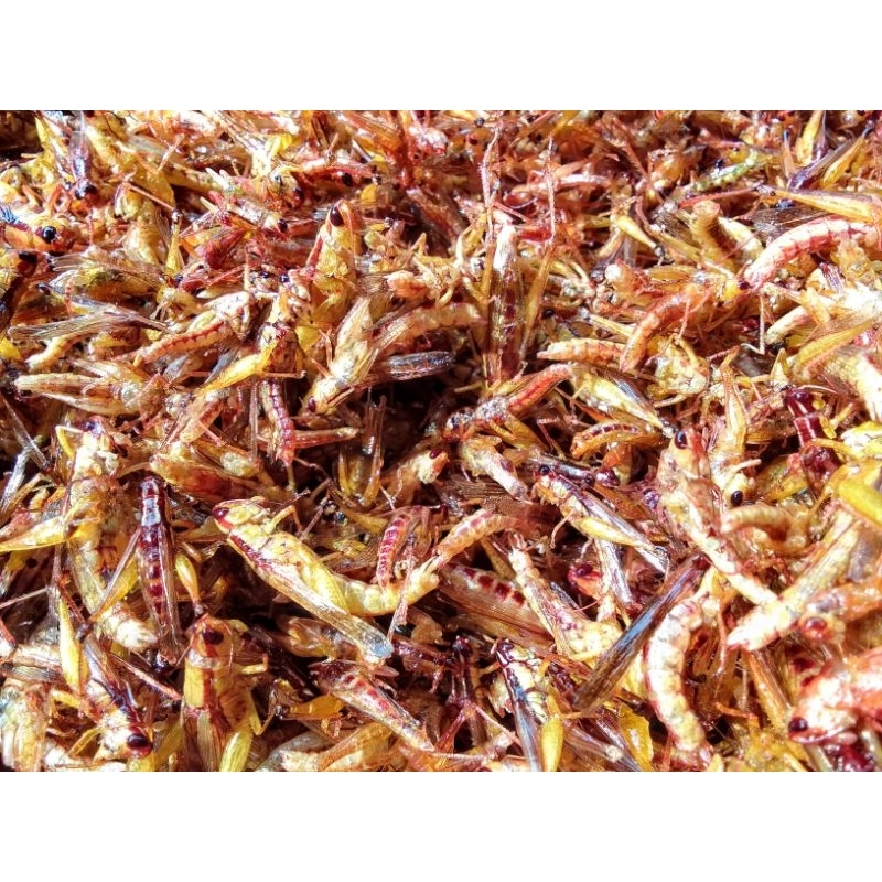 

belalang goreng kecil/utes kemasan 1 kg paling murah
