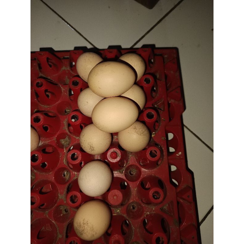 

Telor ayam SamoMalay