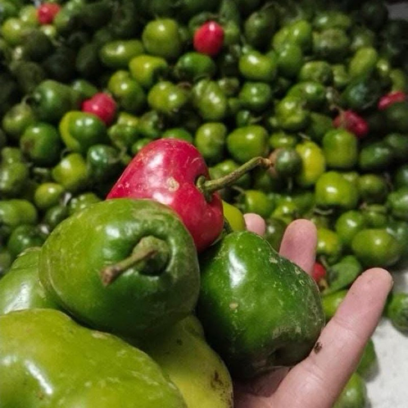 

CABE GENDOT DIENG WONOSOBO