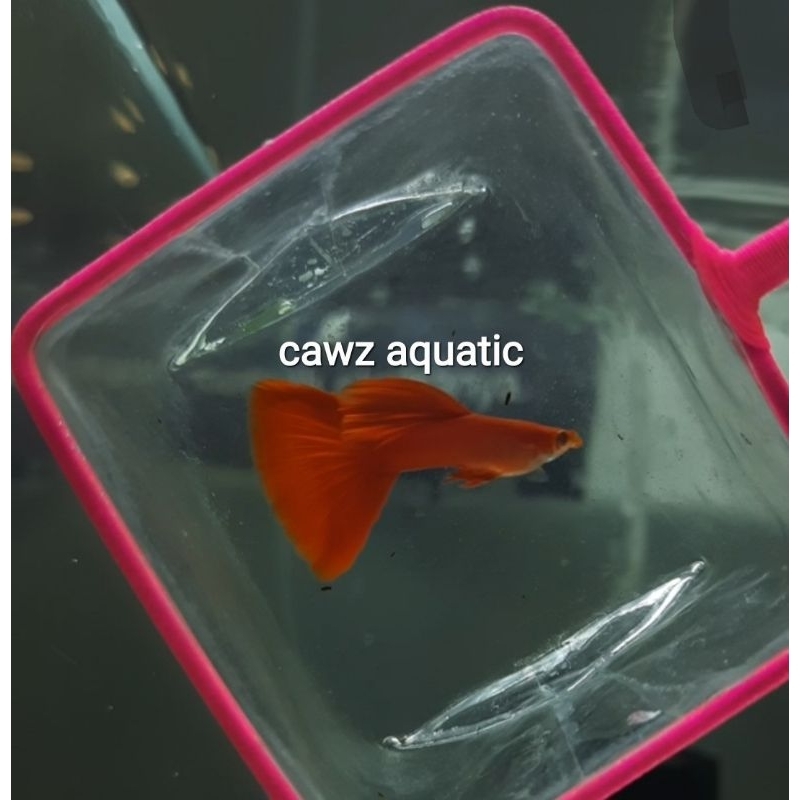 

Packing Sterofoam AFR Bigtel