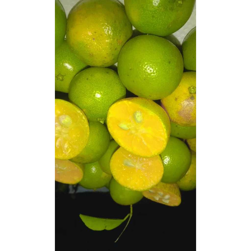 

Jeruk sonkit lemon cui 5KG/Jeruk Peras kasturi segar langsung petik UKURAN SEDANG