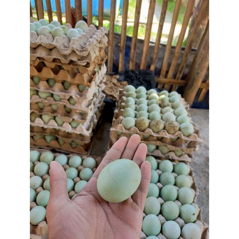 

Telor Bebek Mentah Telor Asin Telor Asli Pilihan