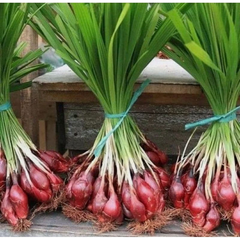 

500 GRAM BAWANG DAYAK