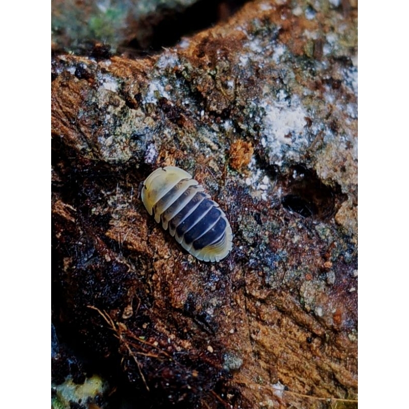 mainan Cubaris sp. Jupiter isopod