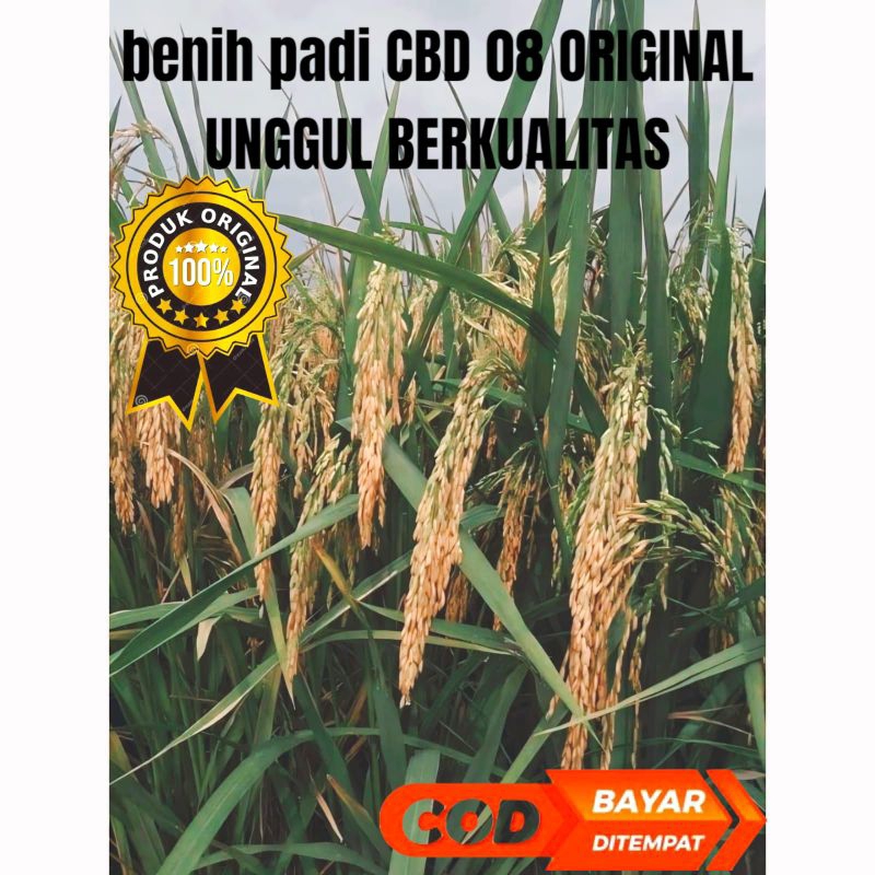 benih padi CBD 08 ORIGINAL UNGGUL BERKUALITAS kemasan 5kg