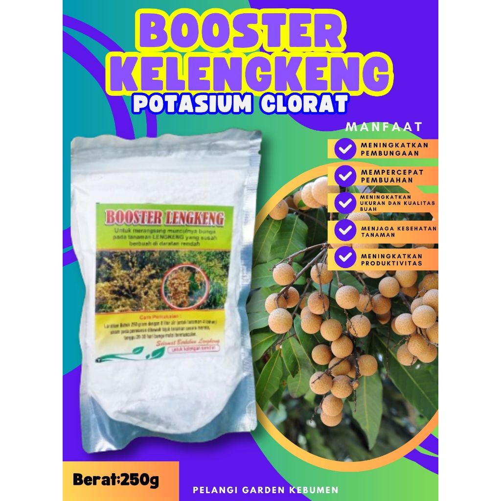 TERBAIK  Booster Buah Kelengkeng Pingpong, Booster Buah Kelengkeng Pingpong Berbuah, Booster Buah Ke